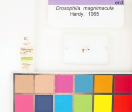 Drosophila magnimacula image