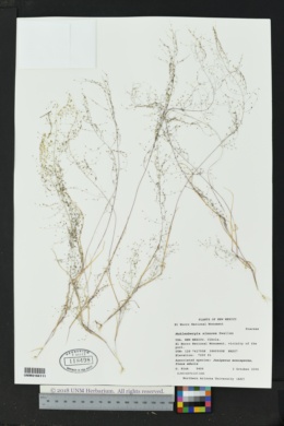 Muhlenbergia sinuosa image