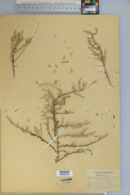 Image of Sarcocornia perennis