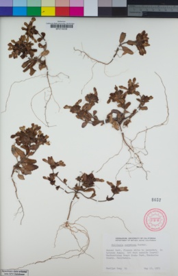 Image of Collinsia corymbosa