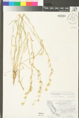 Pyrrocoma racemosa image