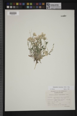 Townsendia florifera image