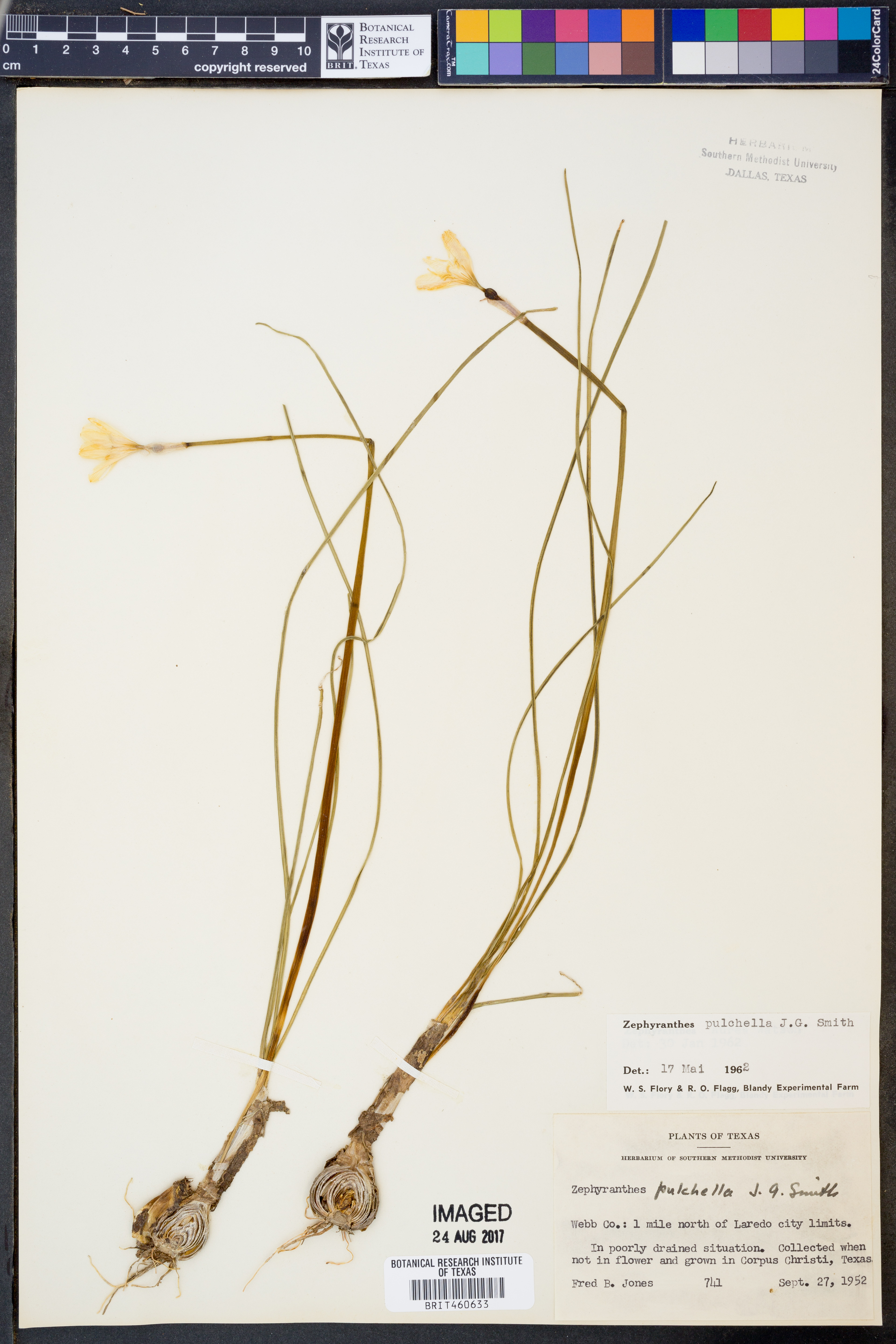 Image of Zephyranthes pulchella
