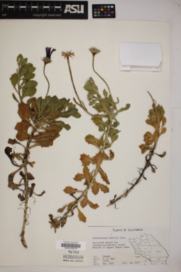 Osteospermum ecklonis image