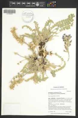 Astragalus mollissimus var. mogollonicus image