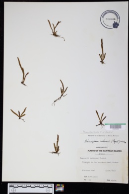 Adenophorus oahuensis image