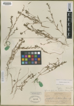 Gayophytum hirtellum image