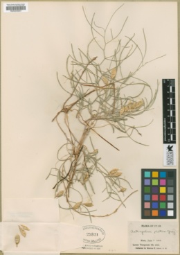 Astragalus pictus image