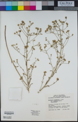 Baccharis plummerae subsp. glabrata image