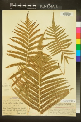 Image of Thelypteris patens