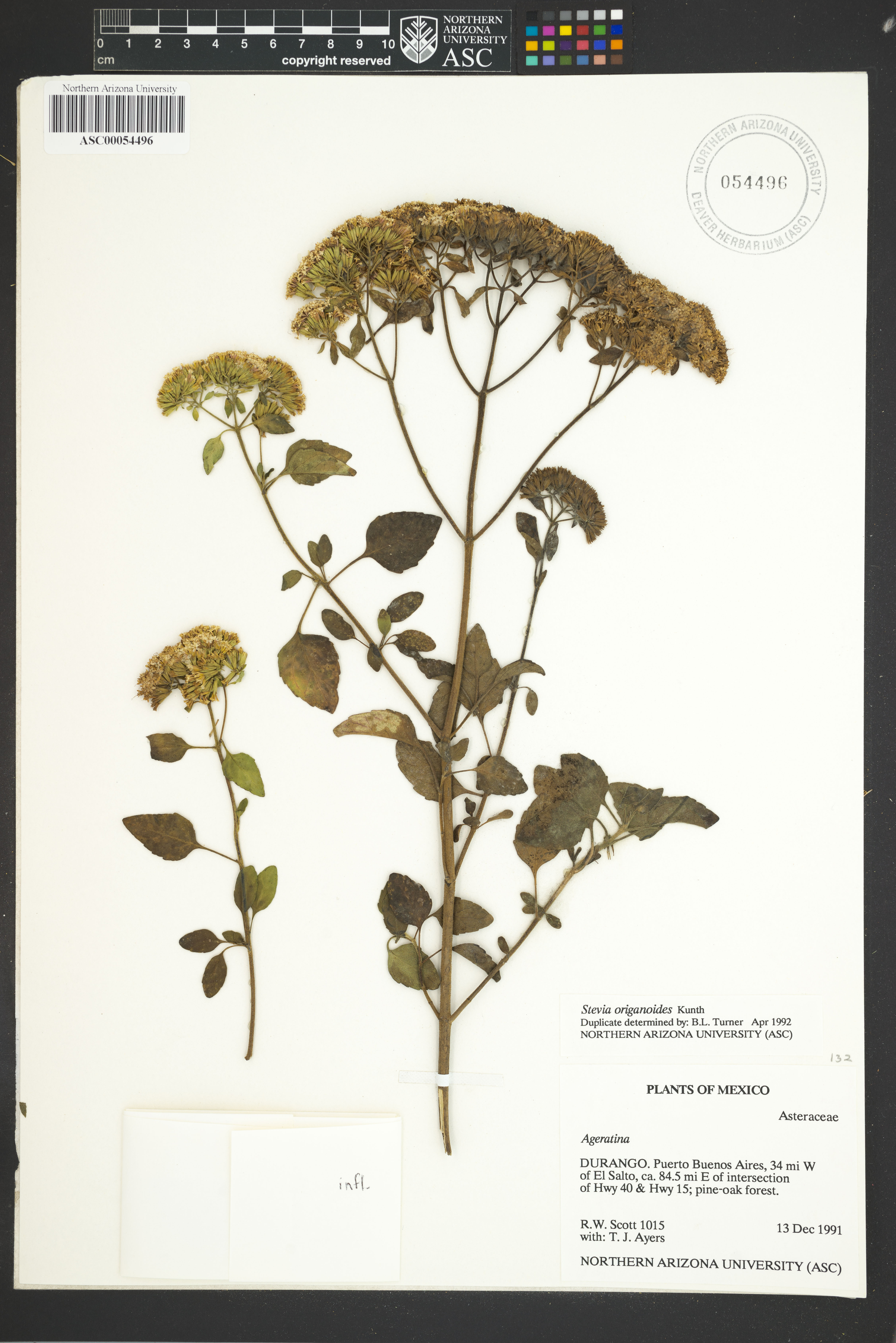 Image of Stevia origanoides
