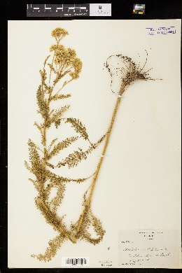 Image of Achillea millefolium