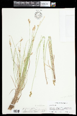 Carex arctiformis image