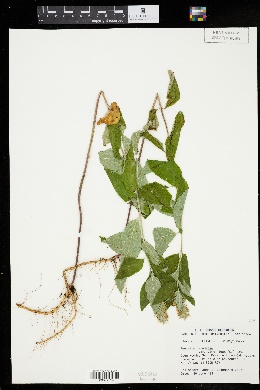 Image of Teucrium canadense var. virginicum