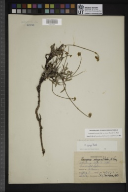 Eriogonum brevicaule var. nanum image