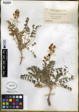 Image of Astragalus ampullarius