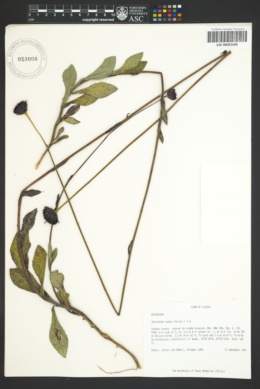 Image of Helianthus radula