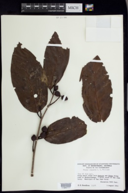 Image of Prunus compacta