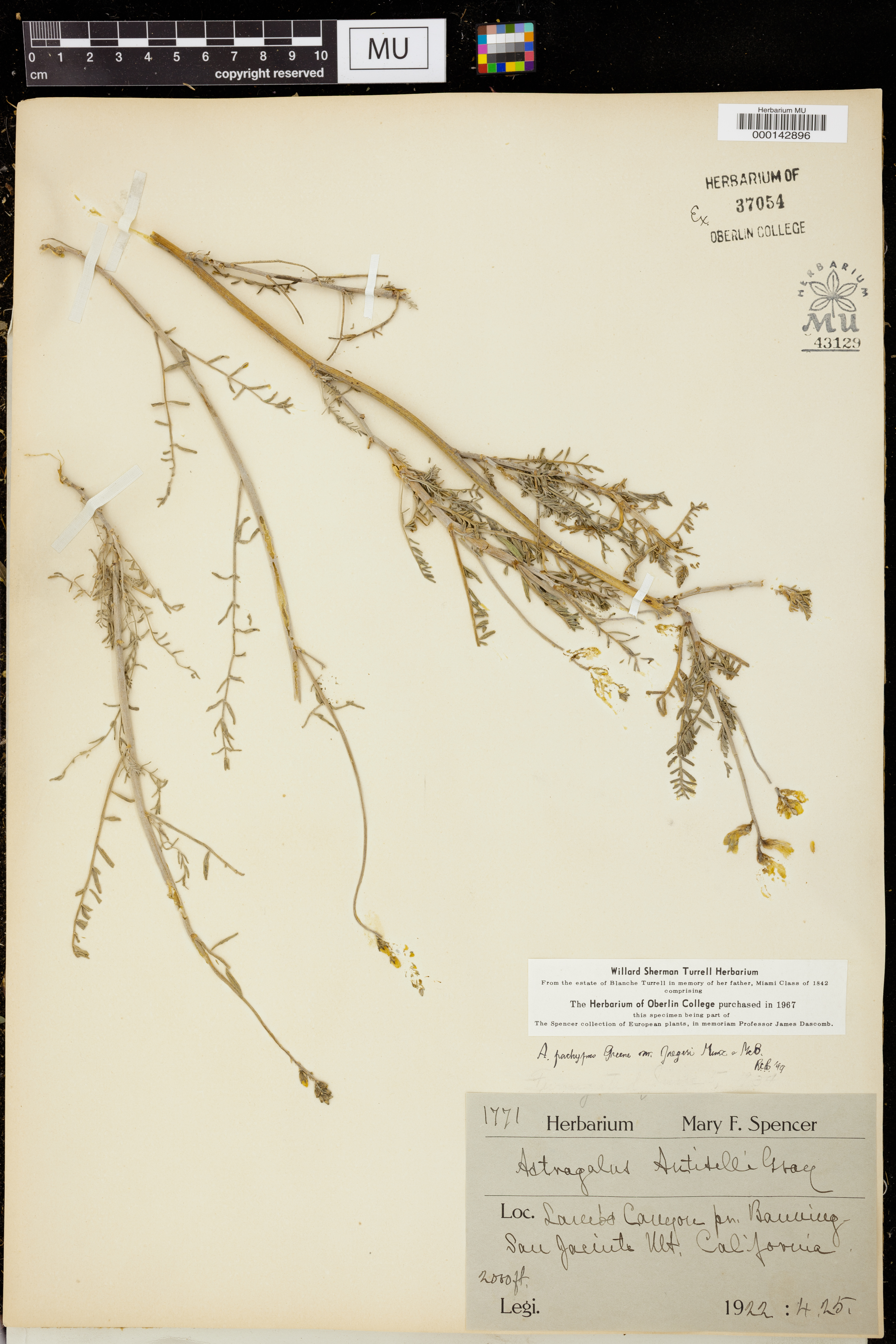 Astragalus pachypus var. jaegeri image