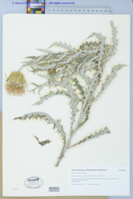 Cirsium ochrocentrum subsp. ochrocentrum image