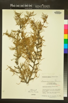 Pseudolarix kaempferi image