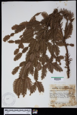 Image of Sequoia sempervirens