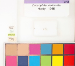 Drosophila dolomata image