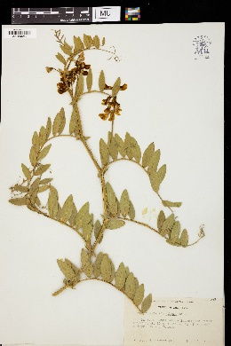 Lathyrus californicus image