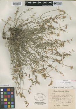Astragalus atratus var. inseptus image
