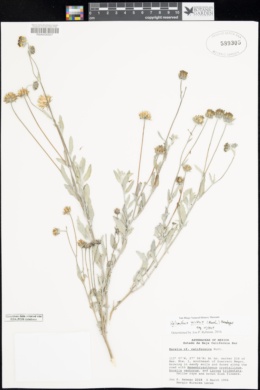 Helianthus niveus subsp. niveus image