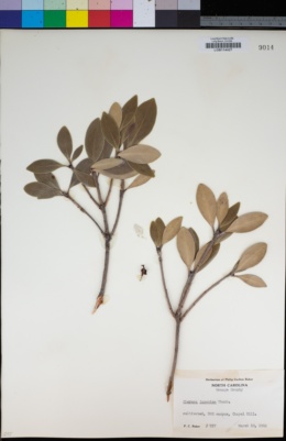 Image of Cleyera japonica