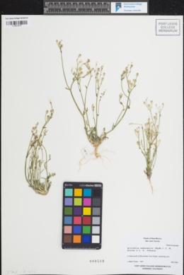 Image of Gilia subacaulis