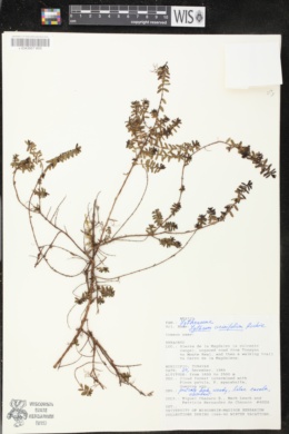 Image of Lythrum acinifolium