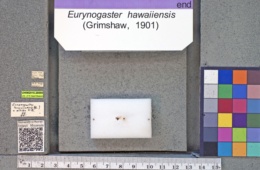 Image of Eurynogaster hawaiiensis