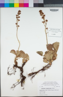 Saxifragopsis fragarioides image