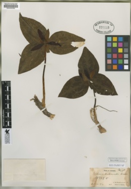 Image of Trillium underwoodii