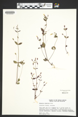 Erythranthe eastwoodiae image