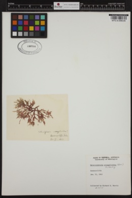 Heterosiphonia wrangelioides image