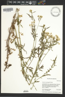 Senecio eremophilus var. macdougalii image