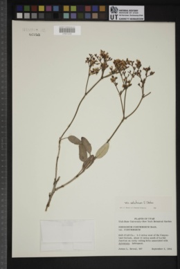 Eriogonum corymbosum var. revealianum image
