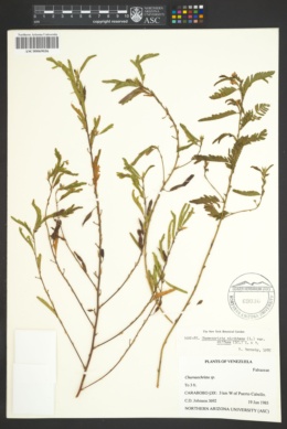 Chamaecrista nictitans var. diffusa image