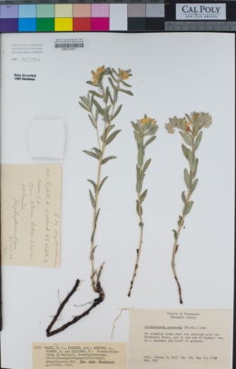 Image of Lithospermum canescens