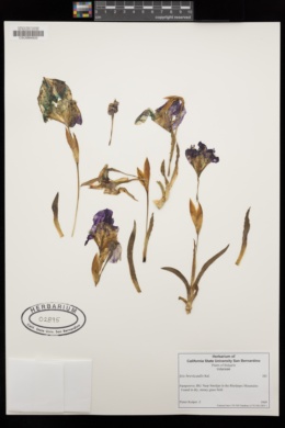 Image of Iris brevicaulis