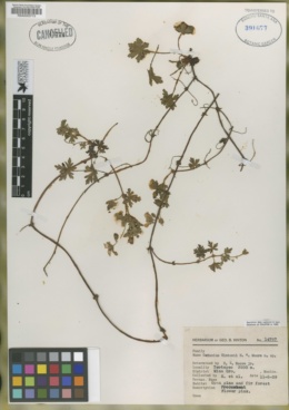 Image of Geranium hintonii