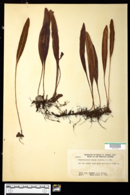 Image of Elaphoglossum wawrae