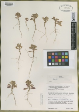 Camissoniopsis guadalupensis subsp. clementina image