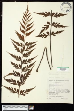 Asplenium aethiopicum image