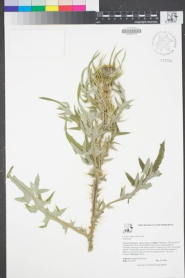 Image of Cirsium vulgare
