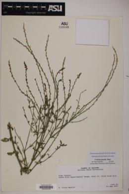 Verbena neomexicana var. neomexicana image