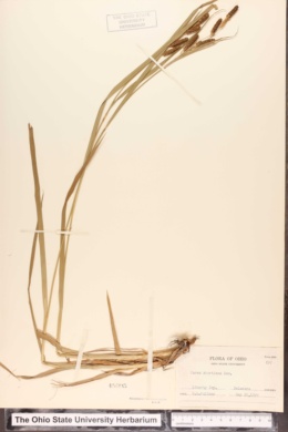 Carex shortiana image